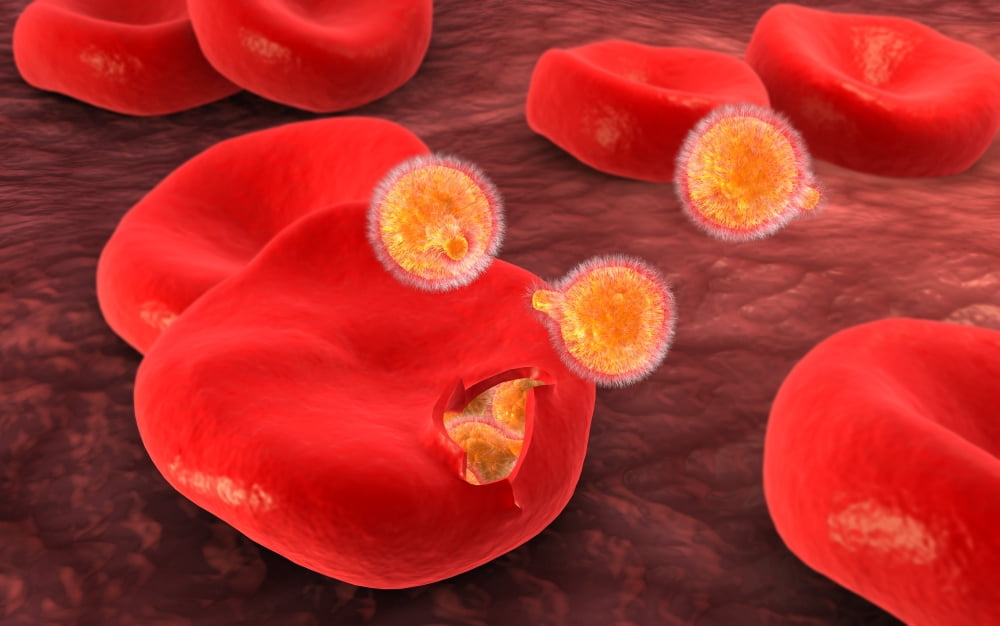 Conceptual image of plasmodium Canvas Art - Stocktrek Images (18 x 12)