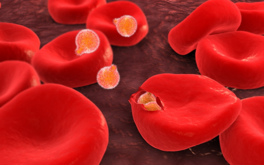 Conceptual image of plasmodium Canvas Art - Stocktrek Images (36 x 23)
