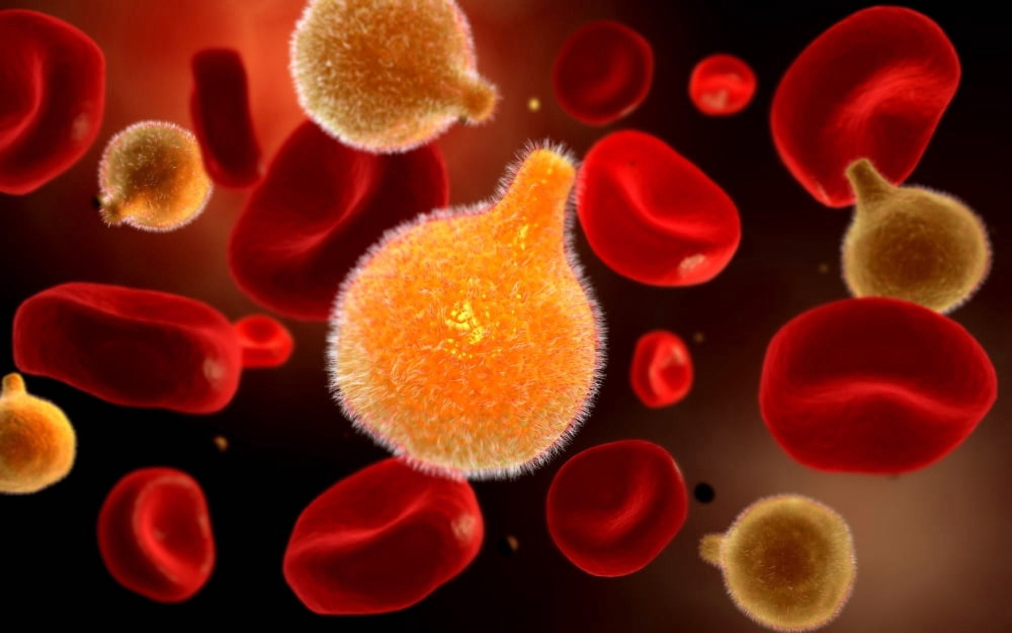 Conceptual image of plasmodium causing malaria Canvas Art - Stocktrek Images (36 x 23)