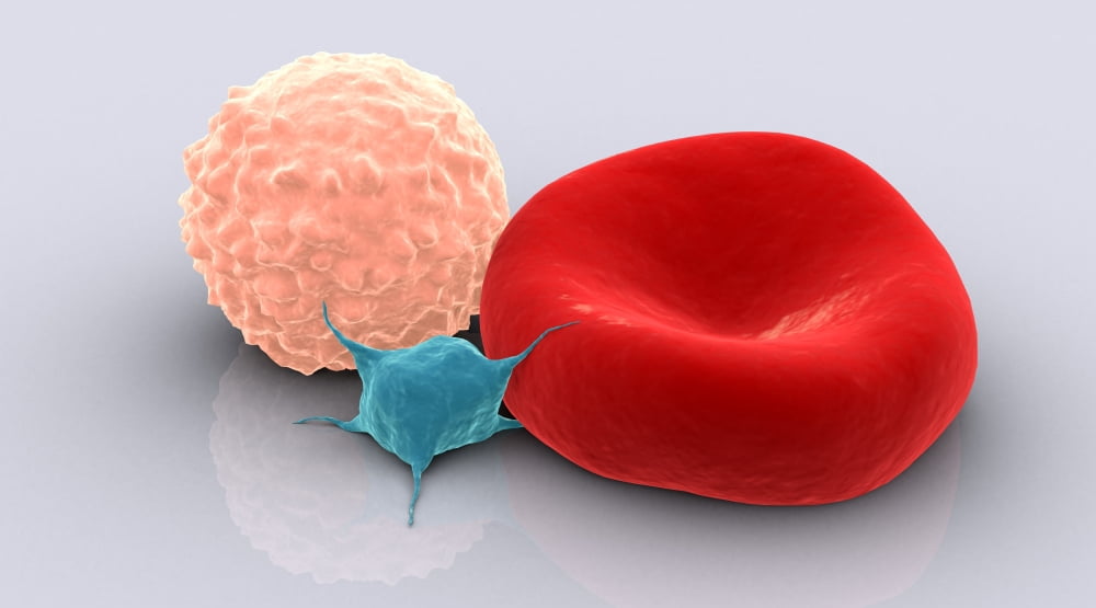 Conceptual image of platelet red blood cell and white blood cell Canvas Art - Stocktrek Images (38 x 22)