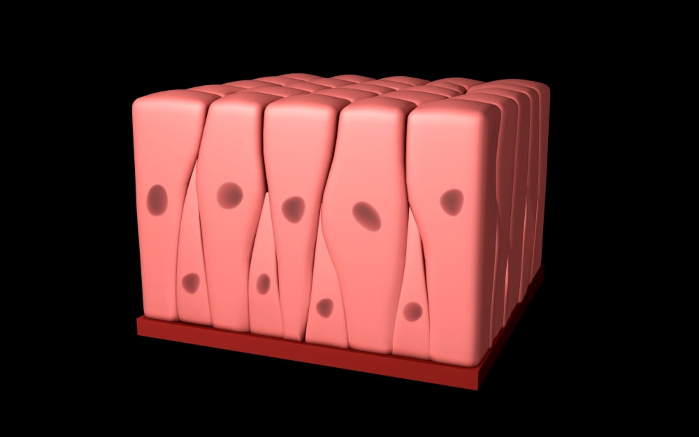 Conceptual image of pseudostratified columnar epithelium Canvas Art - Stocktrek Images (36 x 23)
