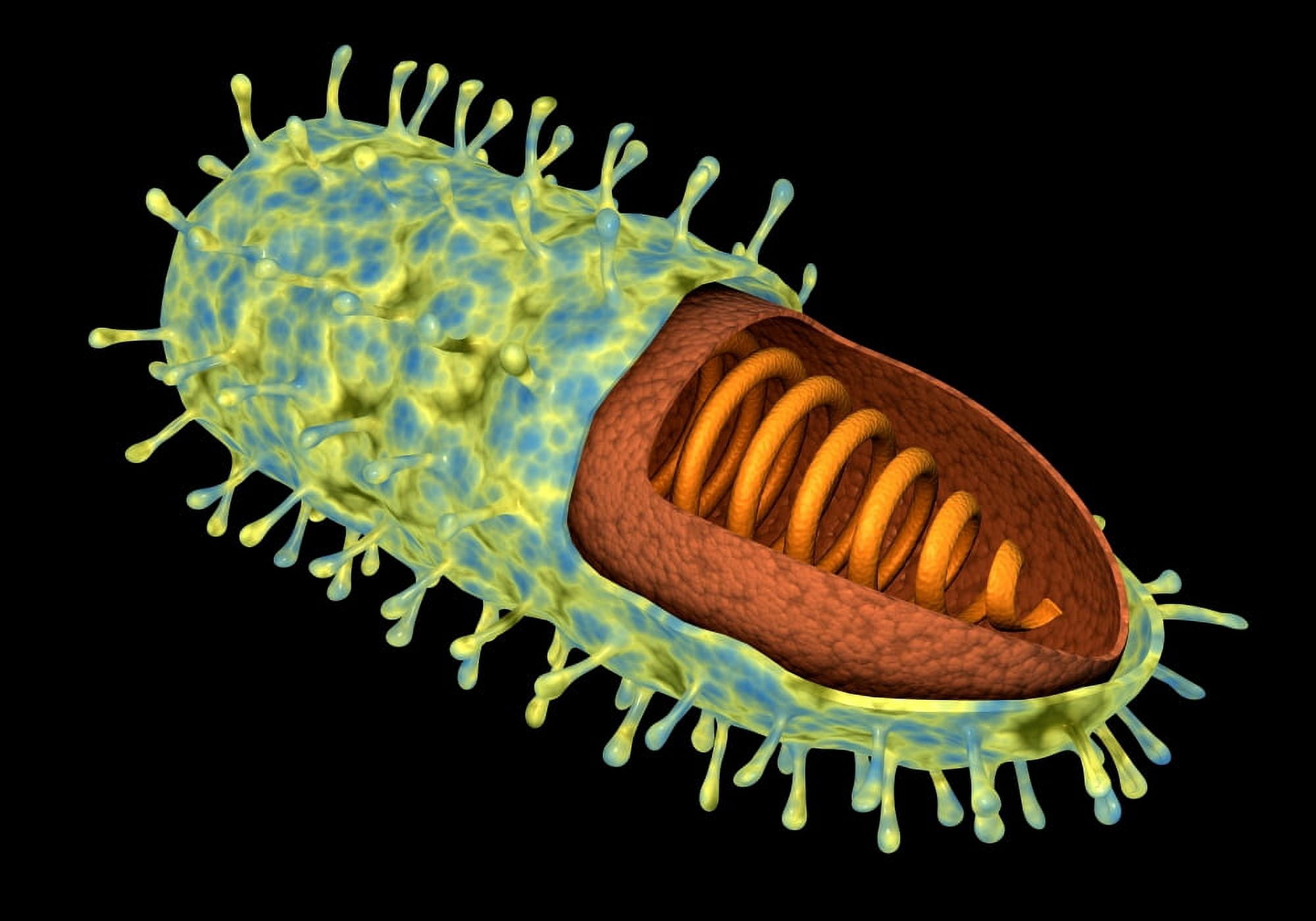 Conceptual image of rabies virus Canvas Art - Stocktrek Images (17 x 12)