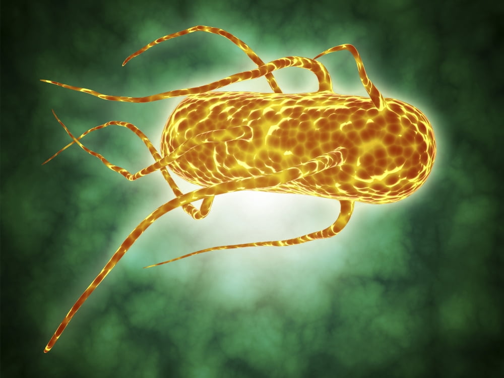 Conceptual image of salmonella Canvas Art - Stocktrek Images (33 x 25)