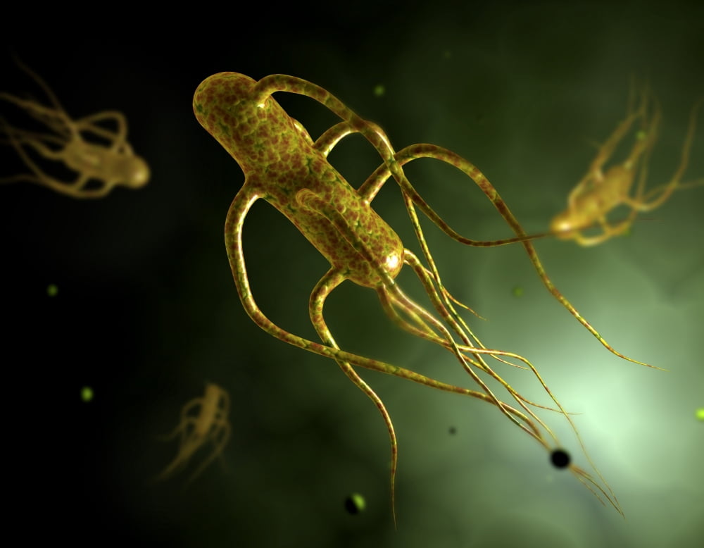 Conceptual image of salmonella typhi causing typhoid Canvas Art - Stocktrek Images (17 x 13)