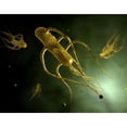 thumbnail image 1 of Conceptual image of salmonella typhi causing typhoid Poster Print, 1 of 2