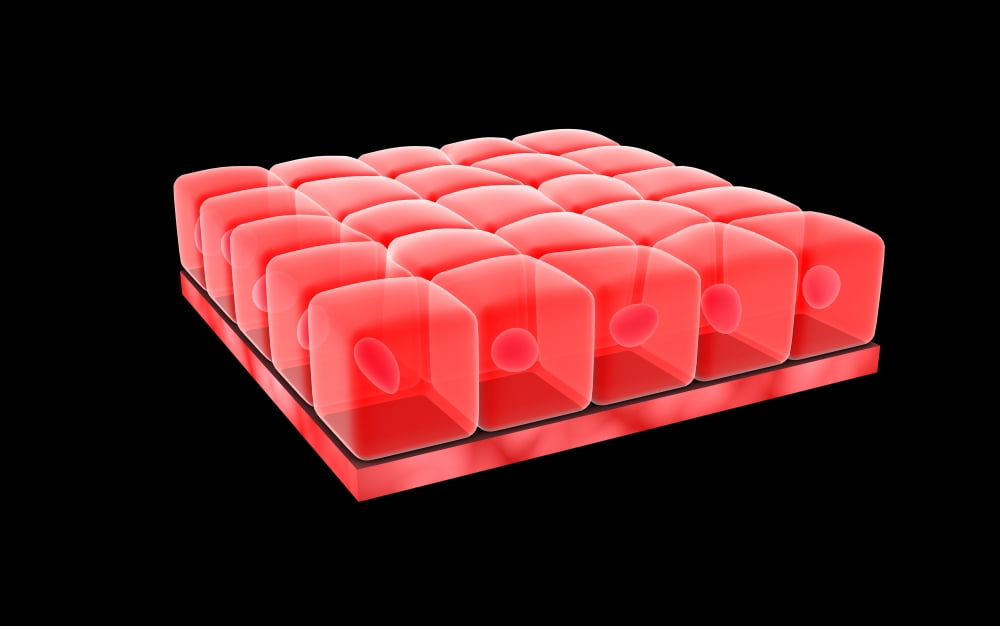 Conceptual image of simple cuboidal epithelia Canvas Art - Stocktrek Images (18 x 12)