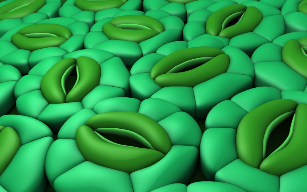 Conceptual image of stomata Canvas Art - Stocktrek Images (18 x 12)