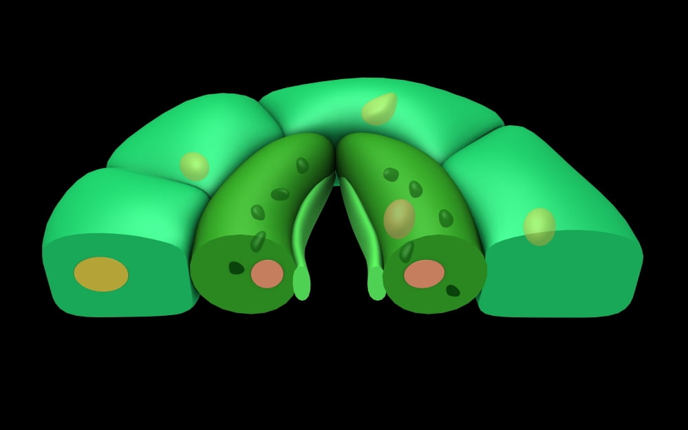 Conceptual image of stomata Canvas Art - Stocktrek Images (18 x 12)