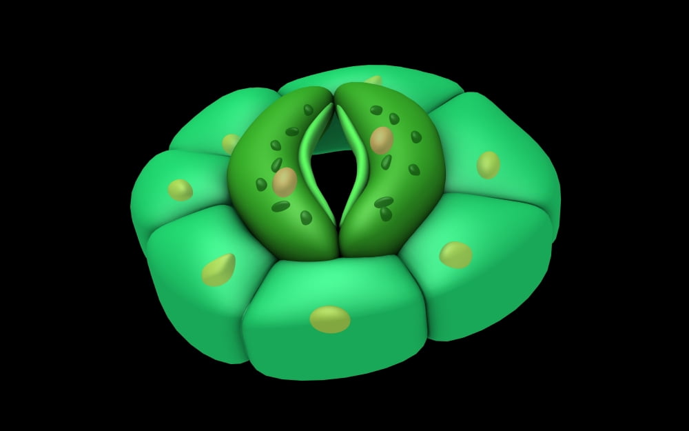 Conceptual image of stomata Canvas Art - Stocktrek Images (36 x 23)