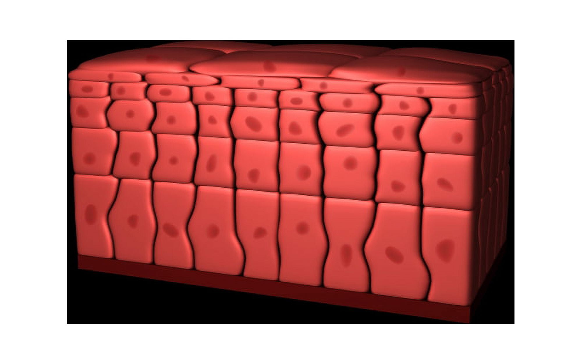 Conceptual image of stratified squamous epithelium Canvas Art - Stocktrek Images (18 x 12)