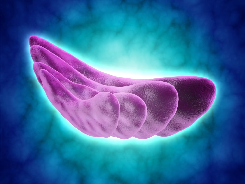 Conceptual image of the Golgi apparatus Canvas Art - Stocktrek Images (17 x 13)