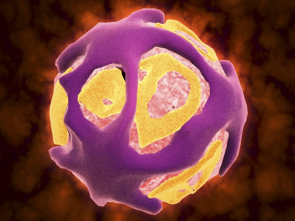 Conceptual image of the dengue virus Canvas Art - Stocktrek Images (33 x 25)
