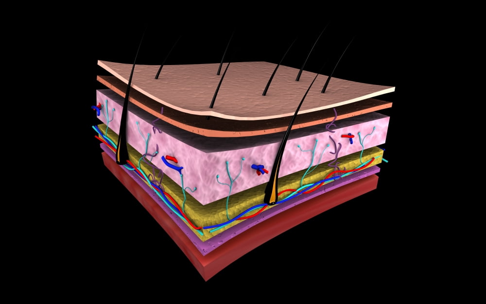 Conceptual image of the layers of human skin Canvas Art - Stocktrek Images (18 x 12)