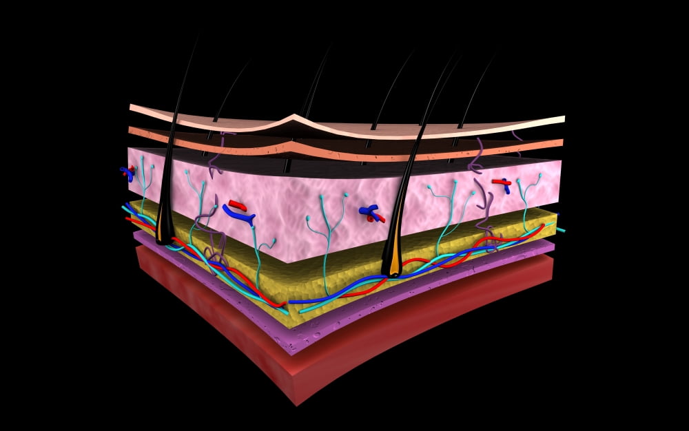 Conceptual image of the layers of human skin Canvas Art - Stocktrek Images (18 x 12)