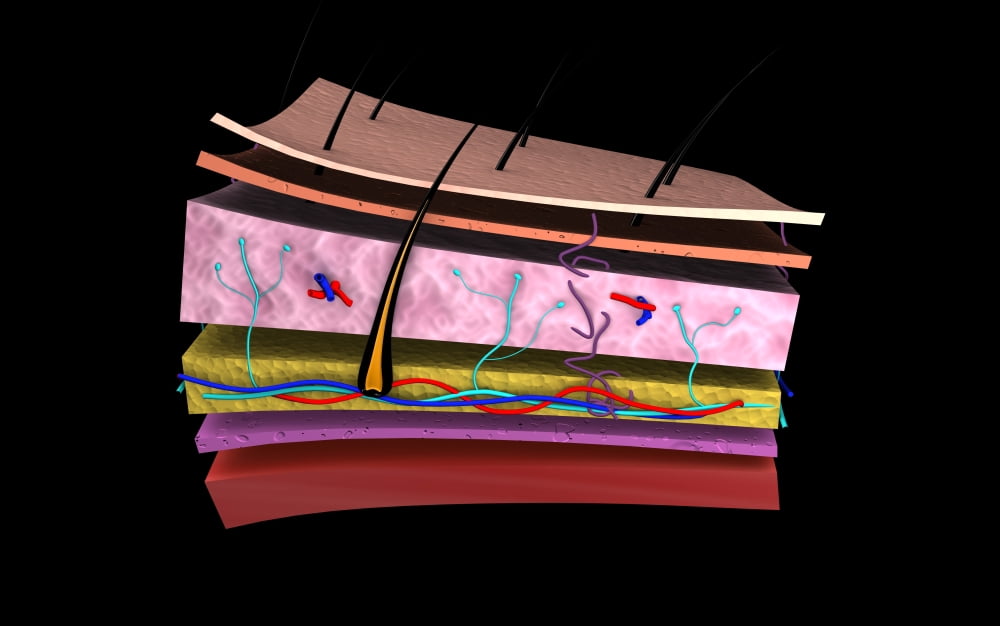 Conceptual image of the layers of human skin Canvas Art - Stocktrek Images (18 x 12)