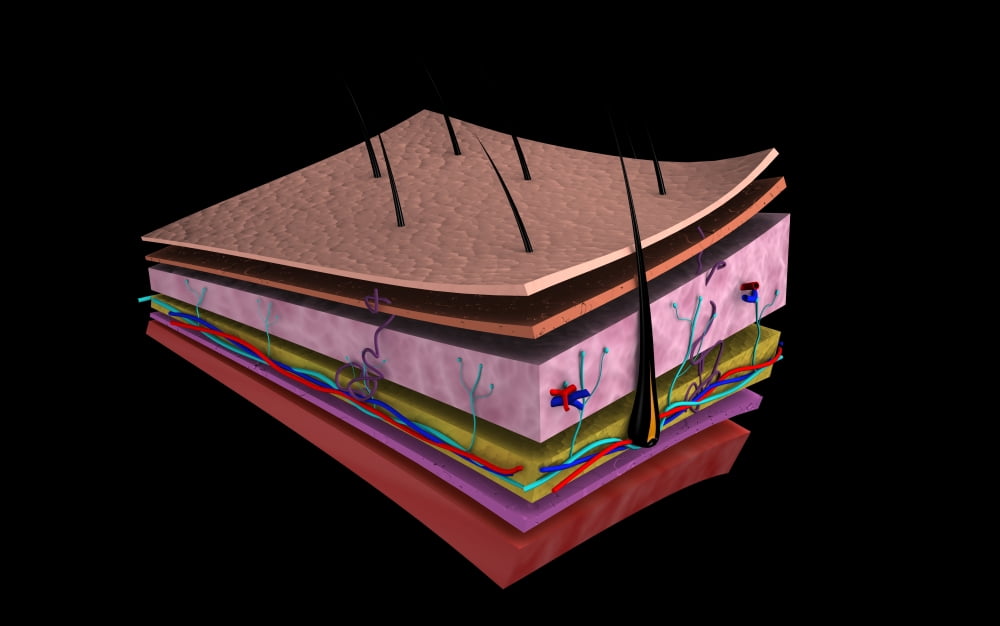 Conceptual image of the layers of human skin Canvas Art - Stocktrek Images (36 x 23)