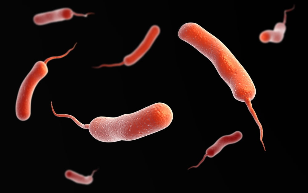 Conceptual image of vibrio cholerae causing cholera Canvas Art - Stocktrek Images (18 x 12)