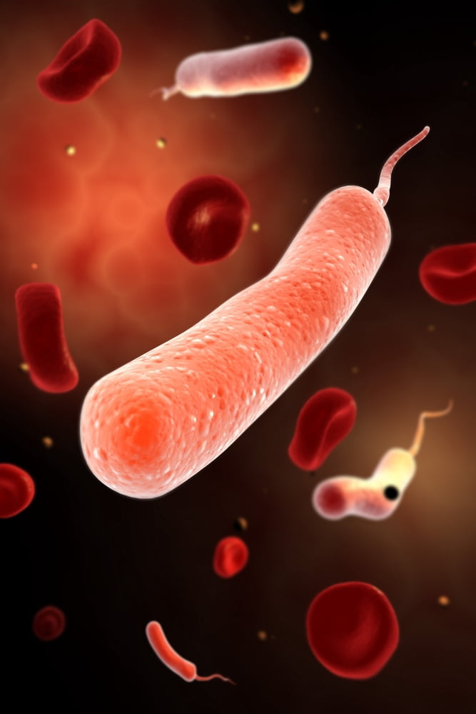 Conceptual image of vibrio cholerae causing cholera Canvas Art - Stocktrek Images (24 x 35)