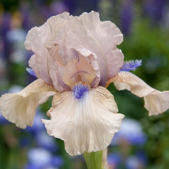 Concertina Bearded Iris Dormant Bare Root Perennial Plant 1 pack