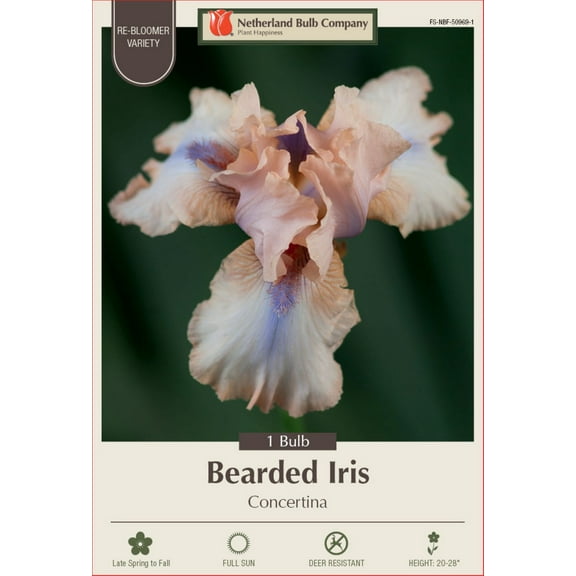 Concertina Bearded Iris - Rebloomer - Top Size Rhizome - 1 Bulb