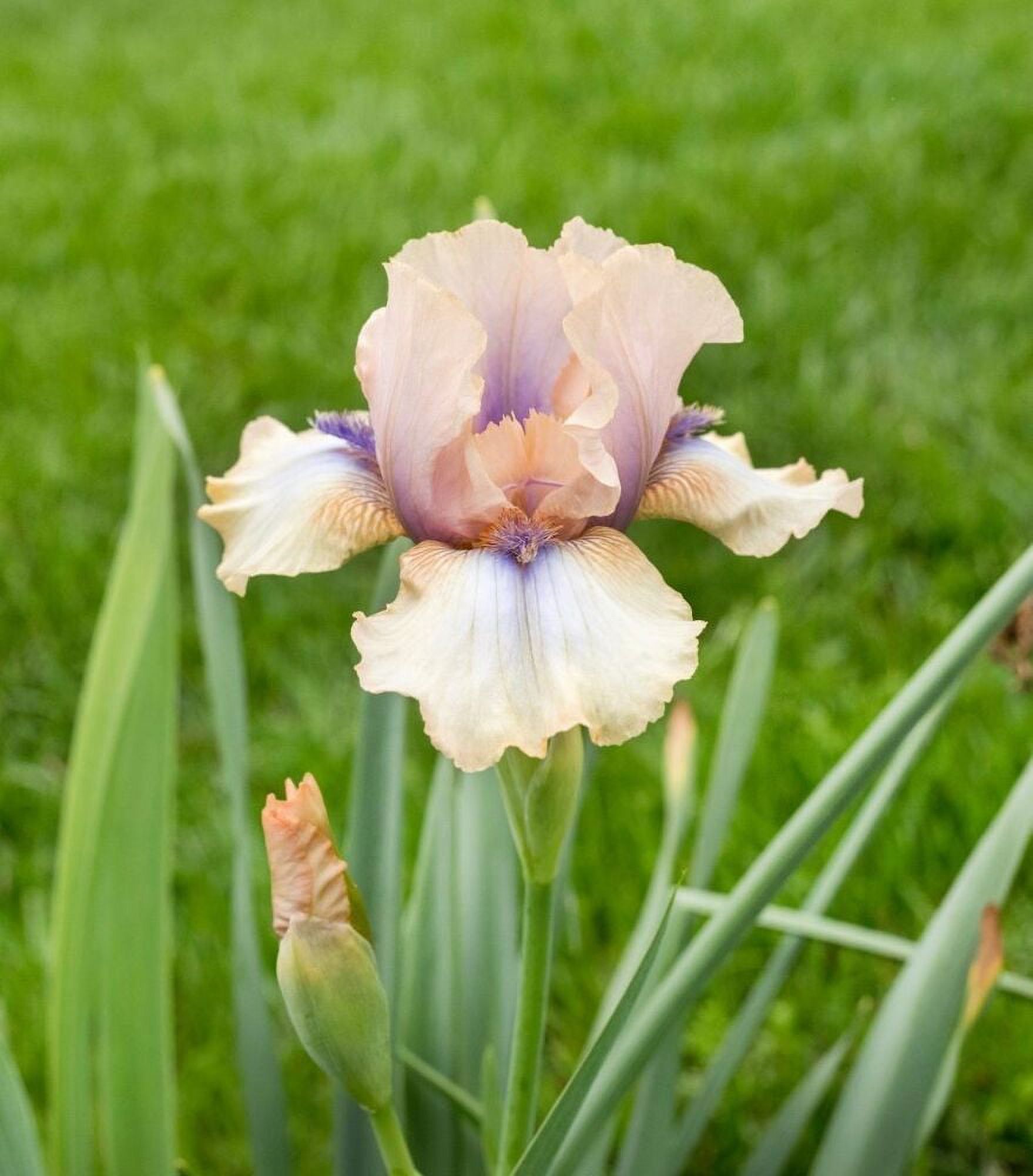 Concertina Reblooming Tall Bearded Iris Rhizome