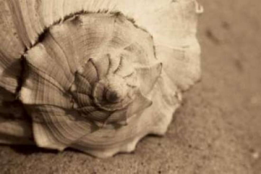 Conch Canvas Art - Cyndi Schick (24 x 36)