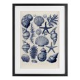 thumbnail image 1 of Stupell Industries Conch & Creature Collection Black Framed Print Under Glass, design by LSR Design Studio, 23 x 17, 1 of 10