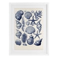 thumbnail image 1 of Stupell Industries Conch & Creature Collection White Framed Print Under Glass, design by LSR Design Studio, 20 x 14, 1 of 10