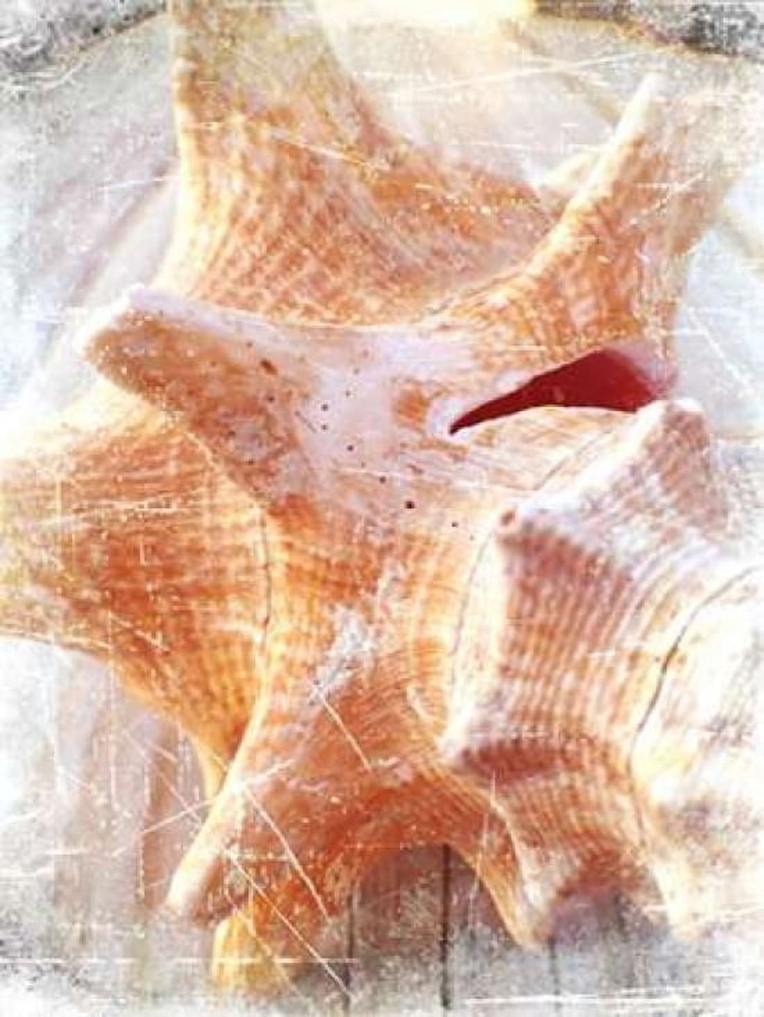 Conch I Canvas Art - Lisa Hill Saghini (22 x 28)