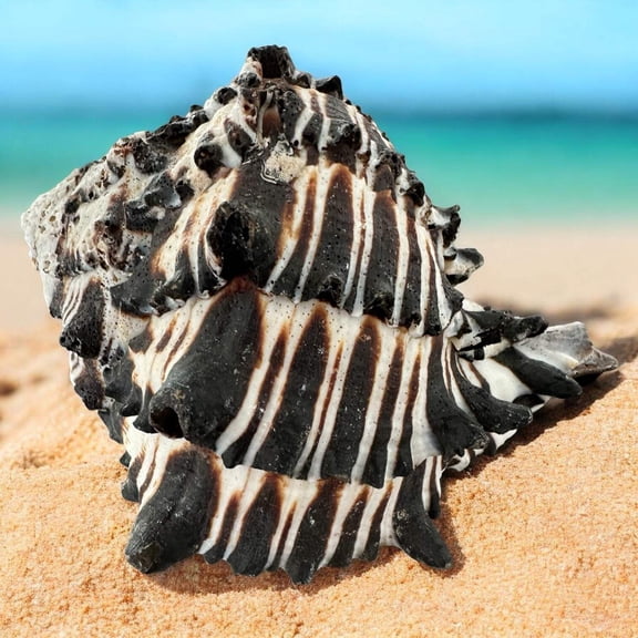 Large Conch Seashell Black White Spiky Real Rare Natural Big Decorative Sea Shells Coastal Beach Home Decor Ocean Decoration Collection Gift