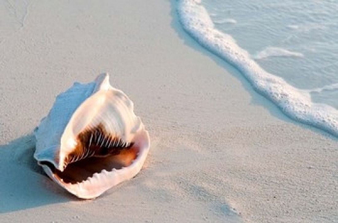 Conch Shell At Sunset St Martin Caribbean Canvas Art - Michael DeFreitas DanitaDelimont (36 x 24)
