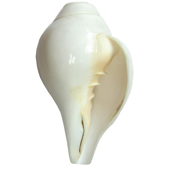 Conch Shell Blowing Shankh (White, 5 Inch) By Indian Collectible