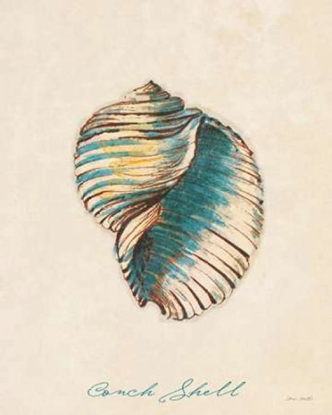 Conch Shell Canvas Art - Lanie Loreth (24 x 30)