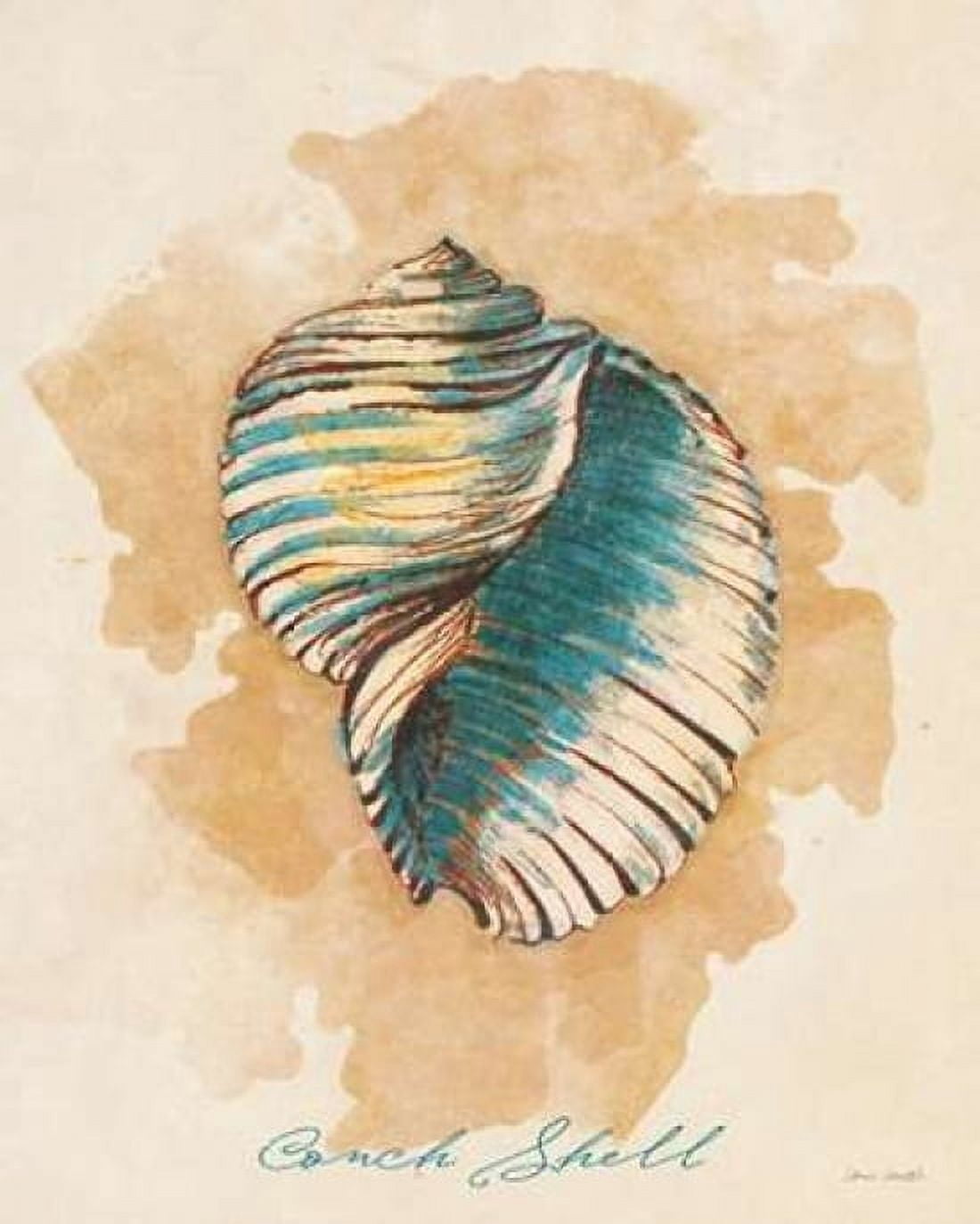 Conch Shell Canvas Art - Lanie Loreth (24 x 30)