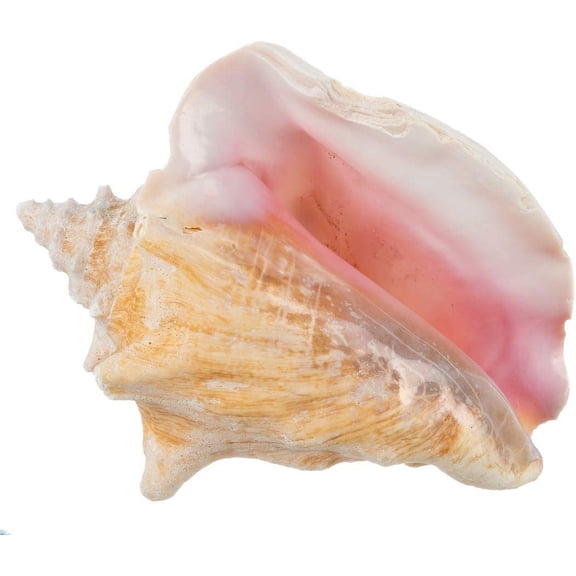 Conch Shell Decor - Seashell Decor - Imperfect (8-10in) Large Sea Shell - Shells for Decoration - Large Seashells for Craft - Magic Conch Shell Room Decor