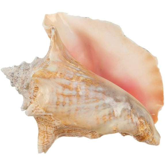 Conch Shell Large Sea Shells Garden Quality 6"-8" Conch Sea Shell Decor - Imperfect Conch Sea Shell