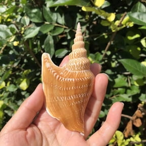 Conch Shell Natural Marine Specimen Aquarium Ornament Coastal Style Home Decor Display Piece for Fish Tank or Collection