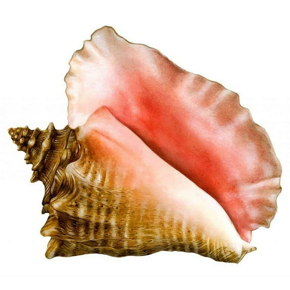 Conch Shell Porcelain Swimming Pool Mosaic (10" X 9")