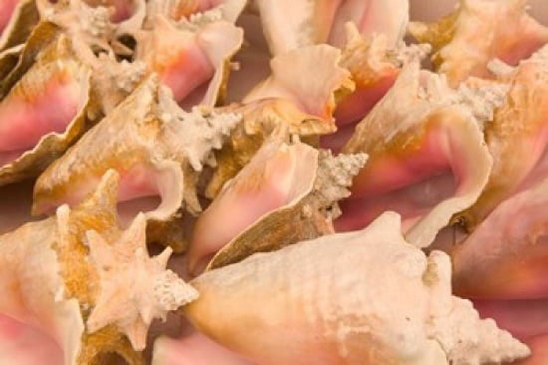 Conch Shells Blue Hill Beach Turks and Caicos Caribbean Canvas Art - Walter Bibikow DanitaDelimont (36 x 24)