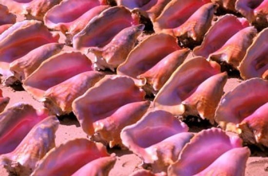 Conch Shells Frigate Bay St Kitts Caribbean Canvas Art - Nik Wheeler  DanitaDelimont (36 x 24)