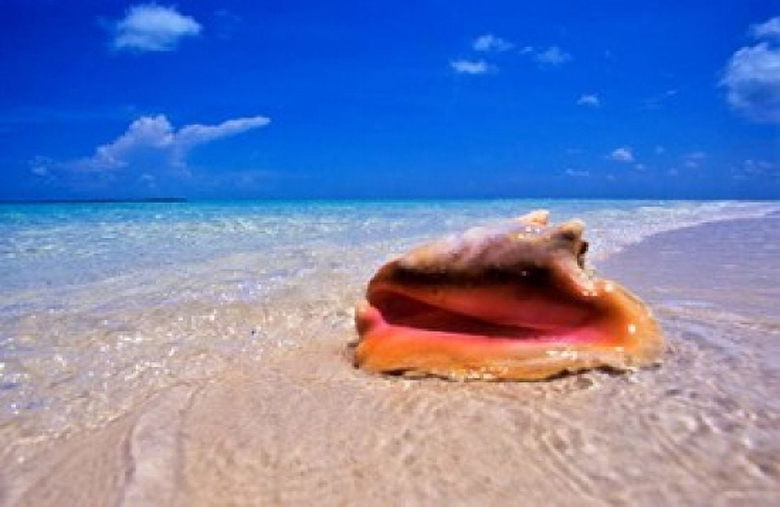 Conch at Waters Edge Pristine Beach on Out Island Bahamas Canvas Art - Greg Johnston DanitaDelimont (35 x 23)