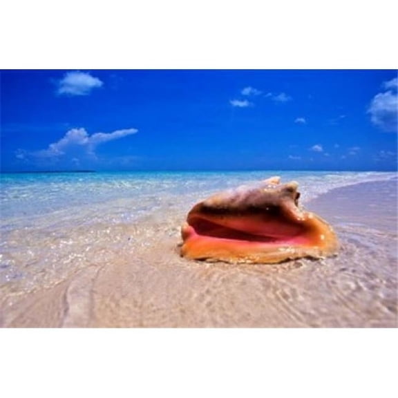 Conch at Waters Edge Pristine Beach on Out Island Bahamas Poster Print by Greg Johnston - 35 x 23 in.