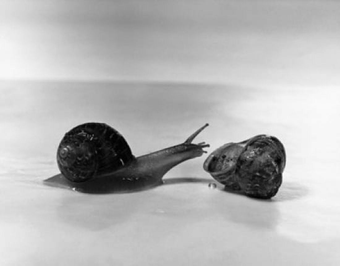 Conch shell and a snail Canvas Art - (24 x 36)