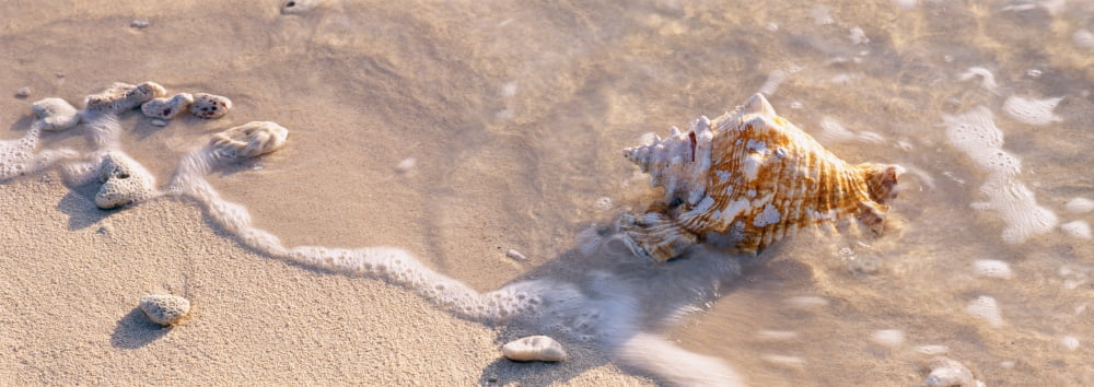 Conch shell on the beach Grand Cayman Cayman islands Canvas Art - Panoramic Images (36 x 12)