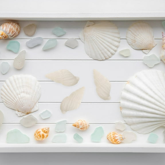 SEWCHICS White Sea Shell Conches for Craft Projects and Tropical Decor 100Pcs