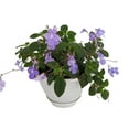 thumbnail image 1 of Concord Blue Cape Primrose Plant - Streptocarpella- Indoors/Out - Shade - 6" HB, 1 of 1