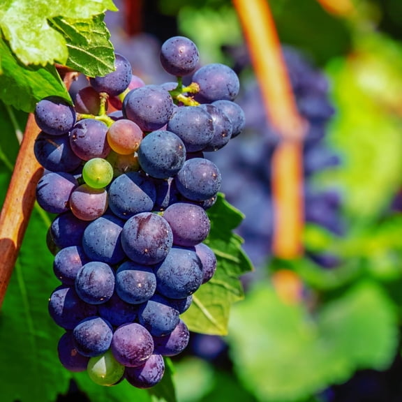 Concord Grape Vine, Cold Hardy Grape Tree Live Plant, 1-2 Year Old, Sweet Fruit Trees
