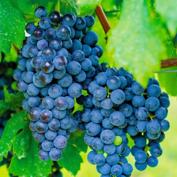 Concord Grape Vine Live Plant Bareroot 1 To 2 Years Old, Concord Grape Plant Live Sweet Grape Fruits For Growing, Seedless Grape Fruit Tree