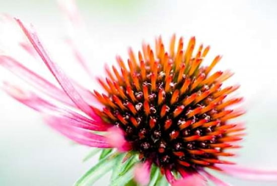 Cone Flower I Canvas Art - Beth Wold (12 x 18)