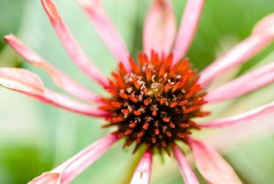 Cone Flower II Canvas Art - Beth Wold (12 x 18)
